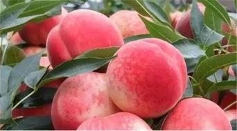 99国产欧美久久久精品密桃,揭秘影视界的甜蜜诱惑